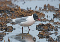 Larus pipixcan